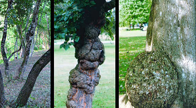 Trois photos de troncs d'arbres tordus ou couverts de grosses excroissances