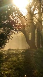 Rayons de soleil traversant les arbres d'une forêt