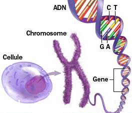 Schéma allant de la cellule au chromosome puis à la double hélice d'ADN et à un gène