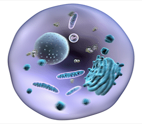 Cellule animée en 3D montrant le noyau et les organites