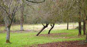 Arbres d'un verger aux troncs penchés dans la même direction