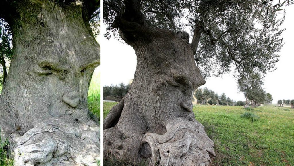 Deux troncs d'oliviers dont l'écorce dessine des visages