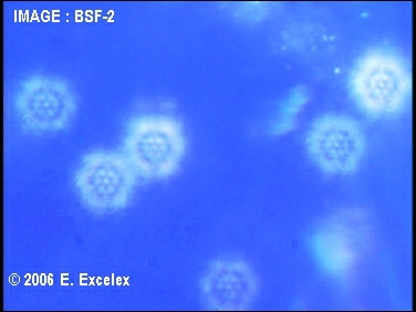 Cliché de biophotons émis par une tomate : points lumineux sur fond bleu